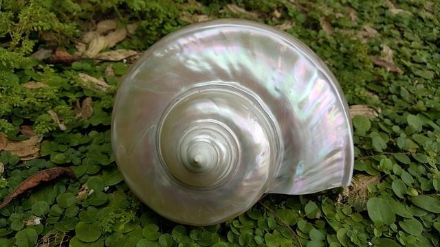 mother of pearl